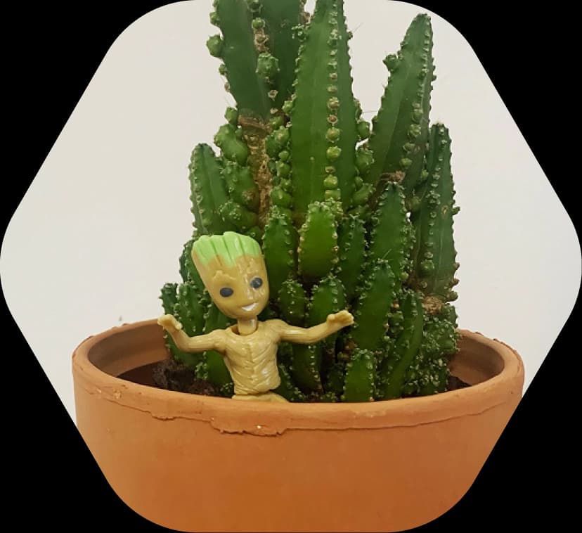 Cactus Cactus